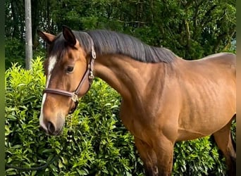 Selle Français, Stallion, 4 years, 16 hh, Brown