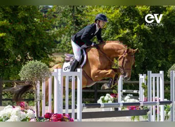 Selle Français, Stallion, 4 years, 16,1 hh, Chestnut-Red
