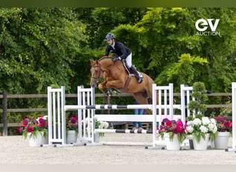 Selle Français, Stallion, 4 years, 16,1 hh, Chestnut-Red