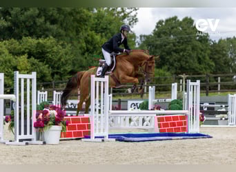 Selle Français, Stallion, 4 years, 16,1 hh, Chestnut-Red