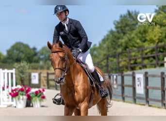 Selle Français, Stallion, 4 years, 16,1 hh, Chestnut-Red