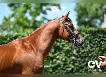 Selle Français, Stallion, 4 years, 16,1 hh, Chestnut-Red