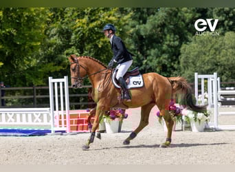 Selle Français, Stallion, 4 years, 16,1 hh, Chestnut-Red
