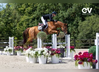 Selle Français, Stallion, 4 years, 16,1 hh, Chestnut-Red