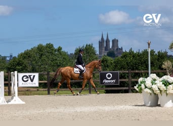 Selle Français, Stallion, 4 years, 16,1 hh, Chestnut-Red