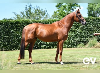 Selle Français, Stallion, 4 years, 16,1 hh, Chestnut-Red