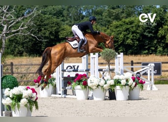 Selle Français, Stallion, 4 years, 16,1 hh, Chestnut-Red