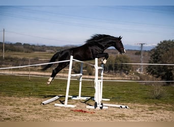 Selle Français, Stallion, 7 years, 16.2 hh, Black