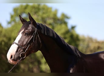 Selle Français, Stallion, 7 years, 16.2 hh, Black