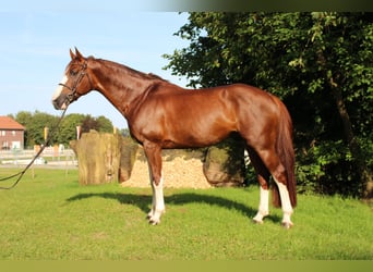 Selle Français, Stallion, 8 years, 16.1 hh, Chestnut-Red