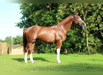 Selle Français, Stallion, 8 years, 16.1 hh, Chestnut-Red