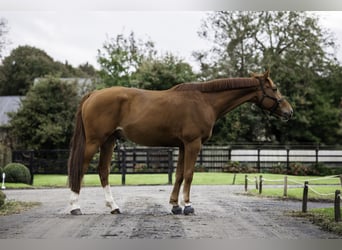 Selle Français, Stallion, 8 years, 16,2 hh, Chestnut-Red