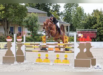 Selle Français, Stallion, 8 years, 16 hh, Chestnut-Red