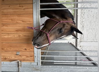 Selle Français, Stallion, 9 years, 15,3 hh, Smoky-Black