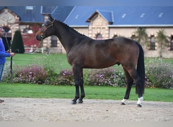 Selle Français, Stallion, 9 years, 16 hh, Brown