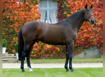 Selle Français, Stallion, 34 years, 17,1 hh, Bay-Dark