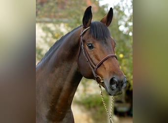 Selle Français, Stallion, 34 years, 17,1 hh, Bay-Dark