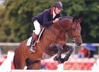 Selle Français, Stallion, 34 years, 17,1 hh, Bay-Dark