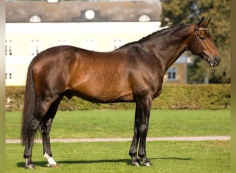 Selle Français, Stallion, 34 years, 17,1 hh, Bay-Dark