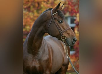 Selle Français, Stallion, 34 years, 17,1 hh, Bay-Dark