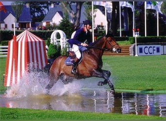 Selle Français, Stallion, 34 years, 17,1 hh, Bay-Dark