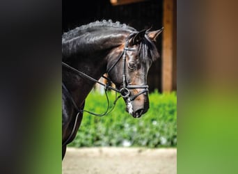 Selle Français, Stallion, 10 years, 16,3 hh, Bay-Dark