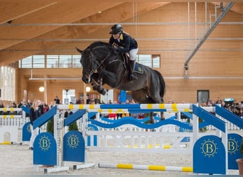 Selle Français, Stallion, 10 years, 16,3 hh, Bay-Dark