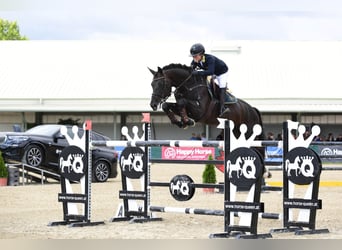 Selle Français, Stallion, 10 years, 16,3 hh, Bay-Dark