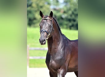 Selle Français, Stallion, 10 years, 16,3 hh, Bay-Dark