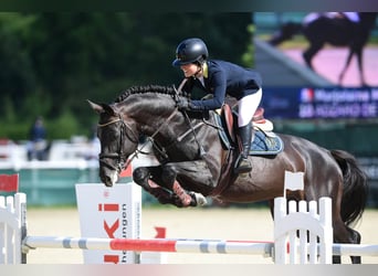 Selle Français, Stallion, 10 years, 16,3 hh, Bay-Dark