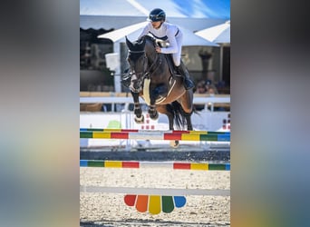 Selle Français, Stallion, 13 years, 16,2 hh, Brown