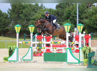 Selle Français, Stallion, 13 years, 16,2 hh, Brown