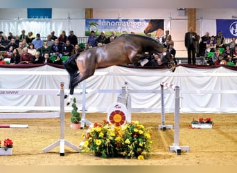 Selle Français, Stallion, 13 years, 16,2 hh, Brown