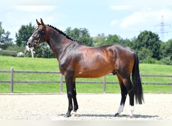 Selle Français, Stallion, 13 years, 16,2 hh, Brown