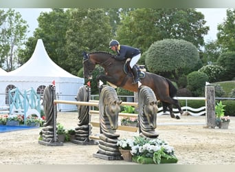 Selle Français, Stallion, 13 years, 16,2 hh, Brown