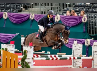 Selle Français, Stallion, 13 years, 16,2 hh, Brown