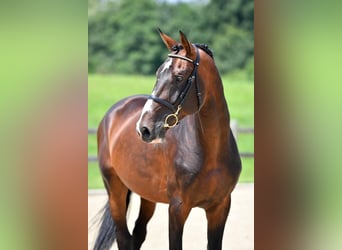 Selle Français, Stallion, 13 years, 16,2 hh, Brown