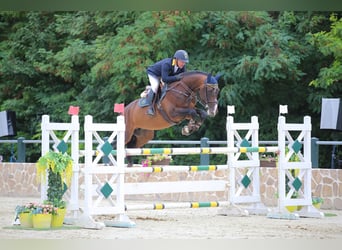 Selle Français, Stallion, 13 years, 16,2 hh, Brown