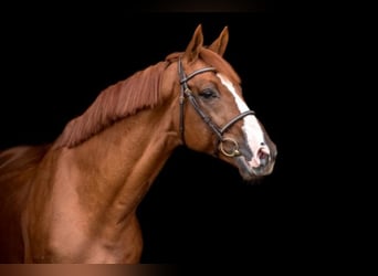Selle Français, Stallion, 12 years, 16.1 hh, Chestnut-Red