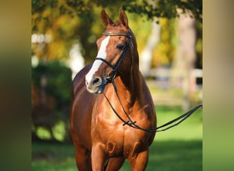 Selle Français, Stallion, 29 years, 16.1 hh, Chestnut-Red