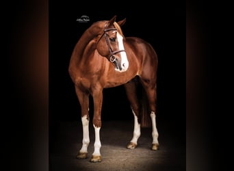 Selle Français, Stallion, 10 years, 17 hh, Chestnut