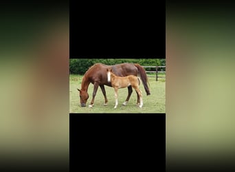 Selle Français, Stallion, Foal (07/2023), 16.1 hh, Chestnut-Red