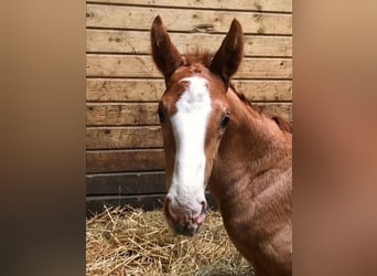 Selle Français, Stallion, Foal (07/2023), 16.1 hh, Chestnut-Red