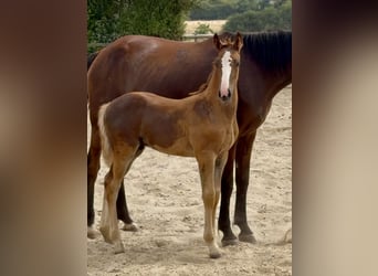 Selle Français, Stallion, Foal (01/2026), 16.1 hh, Sorrel