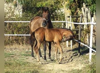 Selle Français, Stallion, Foal (07/2026), 16.2 hh, Black