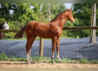 Selle Français, Stallion, Foal (05/2024), 16,2 hh, Brown