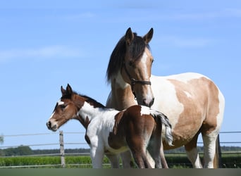 Selle Français, Stallion, Foal (01/2026), 16.2 hh, Pinto