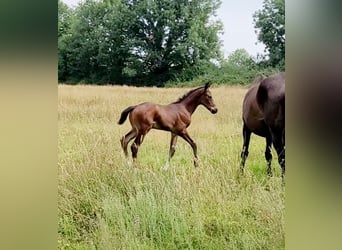 Selle Français, Stallion, Foal (06/2025), 16,1 hh, Brown