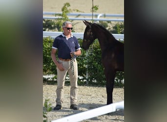 Selle Français, Stallion, Foal (06/2025), 16,2 hh, Bay-Dark