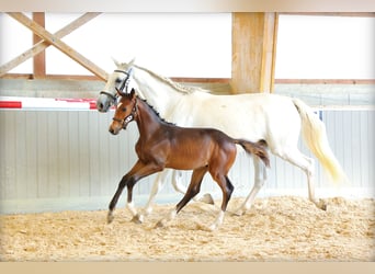 Selle Français, Stallion, Foal (03/2025), 16,2 hh, Bay-Dark